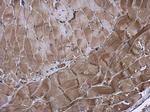 KIF13A Antibody in Immunohistochemistry (Paraffin) (IHC (P))