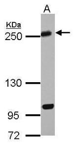 KIF13A Antibody in Western Blot (WB)