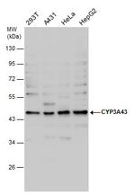 CYP3A43 Antibody in Western Blot (WB)