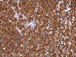 RGS6 Antibody in Immunohistochemistry (Paraffin) (IHC (P))