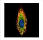 RIN2 Polyclonal Antibody