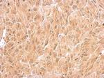 RIN2 Antibody in Immunohistochemistry (Paraffin) (IHC (P))