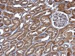 RIN2 Antibody in Immunohistochemistry (Paraffin) (IHC (P))
