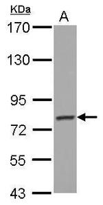 PCDHGB4 Antibody in Western Blot (WB)