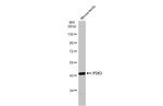P2X3 Antibody in Western Blot (WB)