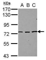 SFRS12 Polyclonal Antibody