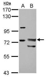 FOXP4 Polyclonal Antibody