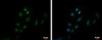 ZNF550 Polyclonal Antibody