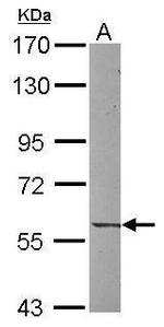 UNC5CL Polyclonal Antibody