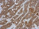 GSTK1 Antibody in Immunohistochemistry (Paraffin) (IHC (P))