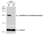 GSTK1 Antibody in Western Blot (WB)