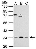 ZNF124 Antibody in Western Blot (WB)