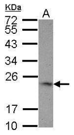 4-1BB Ligand Polyclonal Antibody