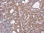 TMPRSS11D Antibody in Immunohistochemistry (Paraffin) (IHC (P))