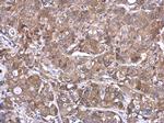 TMPRSS11D Antibody in Immunohistochemistry (Paraffin) (IHC (P))