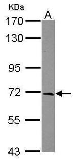 FEZ1 Antibody in Western Blot (WB)