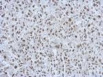 RALY Antibody in Immunohistochemistry (Paraffin) (IHC (P))