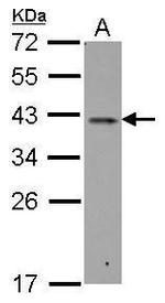RALY Antibody in Western Blot (WB)
