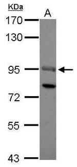 SOX13 Polyclonal Antibody