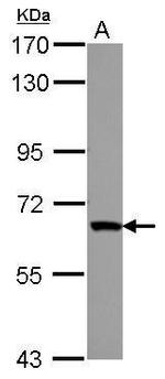 ZNF543 Polyclonal Antibody