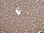 NAMPT Antibody in Immunohistochemistry (Paraffin) (IHC (P))