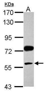 NAMPT Antibody in Western Blot (WB)