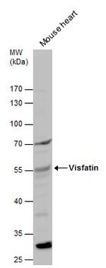 NAMPT Antibody in Western Blot (WB)