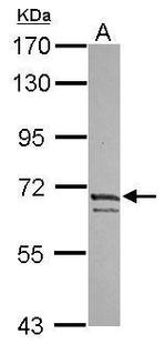 KV4.3 (KCND3) Polyclonal Antibody