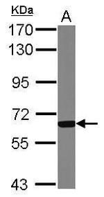 GCKR Antibody in Western Blot (WB)