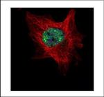 TOE1 Polyclonal Antibody