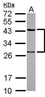 PTK9 Antibody in Western Blot (WB)