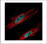 HP1 gamma Polyclonal Antibody