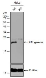 HP1 gamma Antibody in Western Blot (WB)