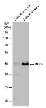 MEIS2 Antibody in Western Blot (WB)