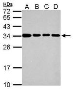 IFI35 Polyclonal Antibody