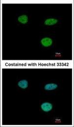 IFI35 Antibody in Immunocytochemistry (ICC/IF)