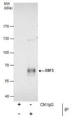 EBF3 Antibody in Immunoprecipitation (IP)