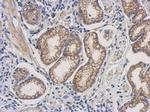 DHFR Antibody in Immunohistochemistry (Paraffin) (IHC (P))