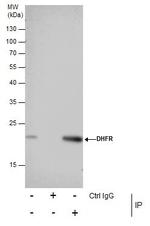 DHFR Antibody in Immunoprecipitation (IP)