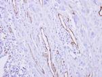 CRIP2 Antibody in Immunohistochemistry (Paraffin) (IHC (P))