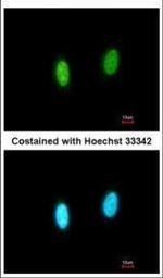 GPKOW Polyclonal Antibody