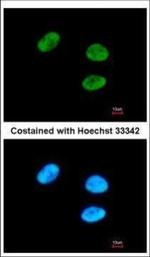 GPKOW Polyclonal Antibody