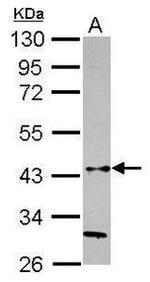 HAPLN3 Antibody in Western Blot (WB)