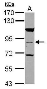 RASEF Antibody in Western Blot (WB)