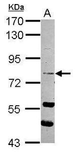 RASEF Antibody in Western Blot (WB)