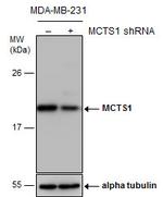 MCTS1 Antibody in Western Blot (WB)