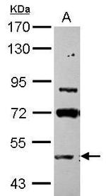 ASB3 Polyclonal Antibody