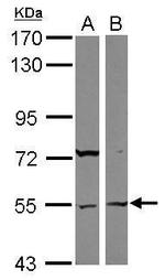 ASB3 Polyclonal Antibody
