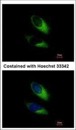 SNAP23 Antibody in Immunocytochemistry (ICC/IF)
