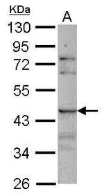 SIGLEC8 Polyclonal Antibody